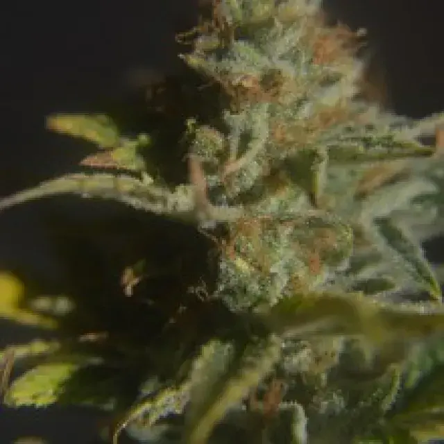 Divine Regular Cannabis Seeds