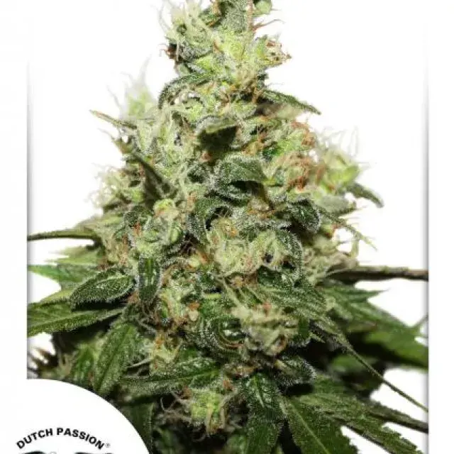 Dutch Passion CBD Kush Cannabis Seeds