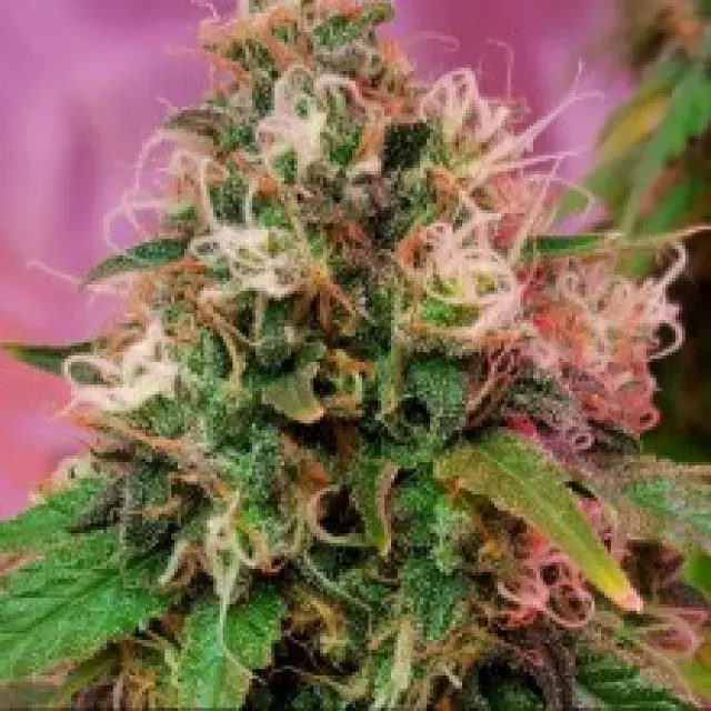 OG Kush Feminised Cannabis Seeds