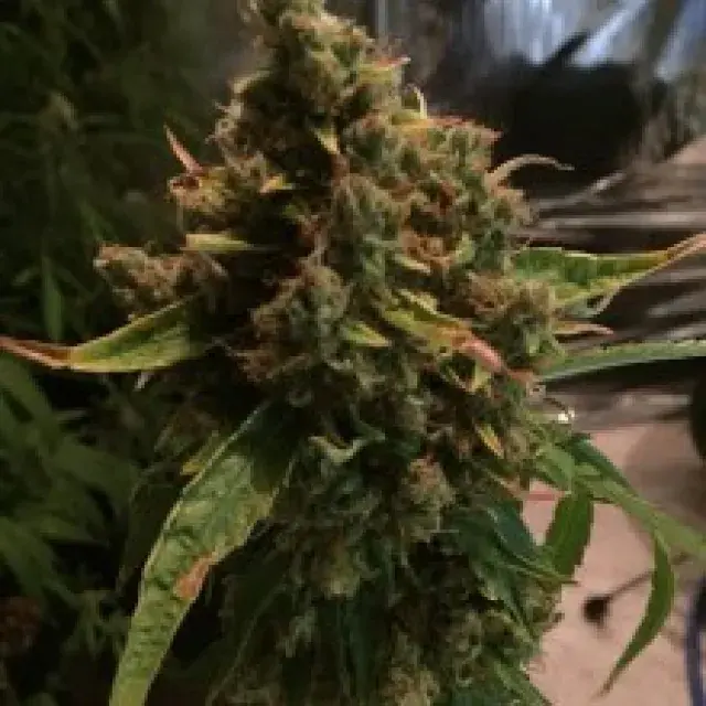 PH Regular Cannabis Seeds