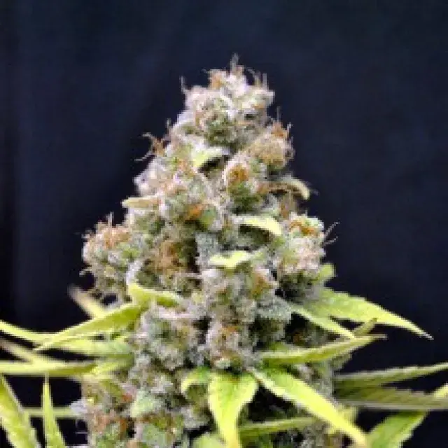 Shark Shock Feminised Cannabis Seeds