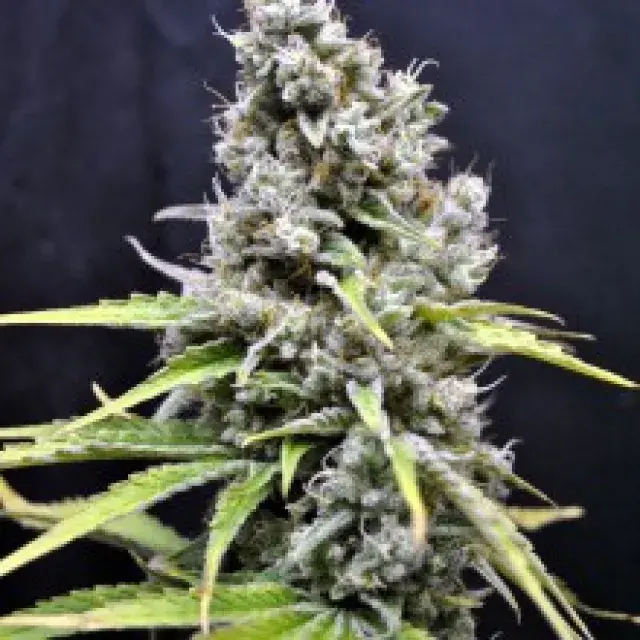  Skunk Haze Feminised Cannabis Seeds
