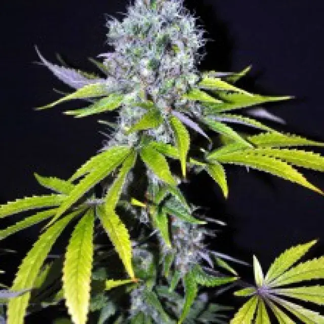  Yummy Feminised Cannabis Seeds