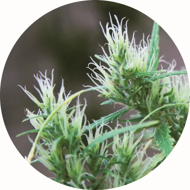 CBD Haze Auto Regular Cannabis Seeds