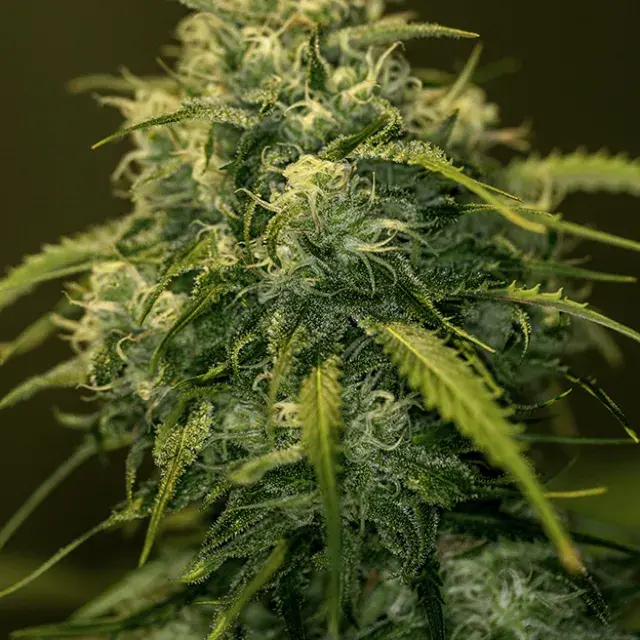CBD Jack Diesel Feminised Cannabis Seeds | Positronics