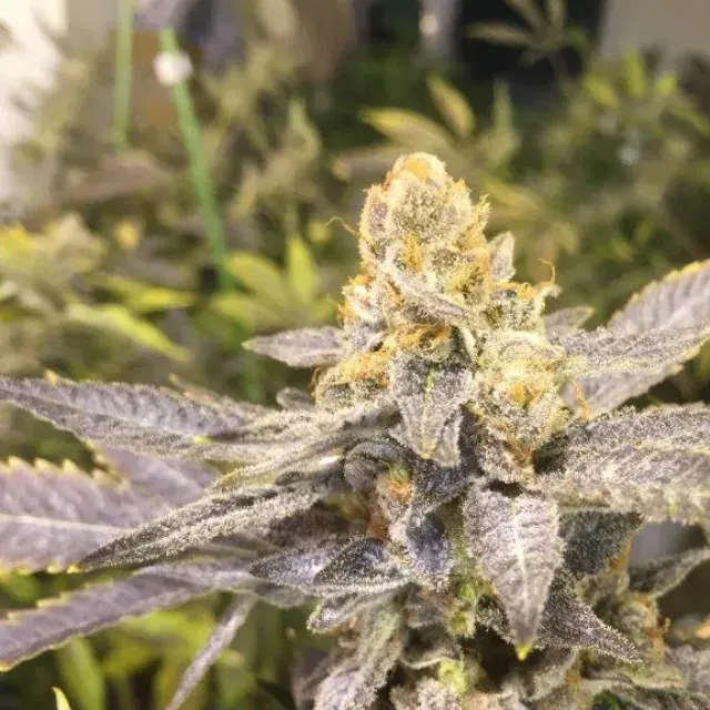 Orange Big Bud Feminised Cannabis Seeds | C.B.D. Seeds