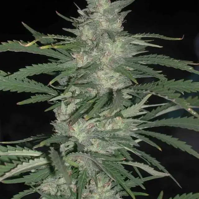 Nepal Jam Regular Cannabis Seeds | Cannabiogen Seeds