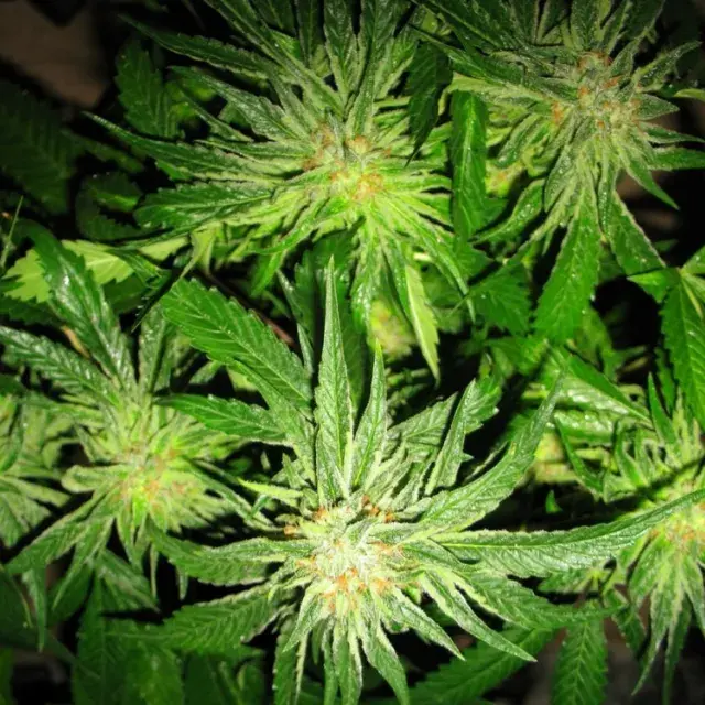 Sick Meds Chupacabra Feminised Cannabis Seeds