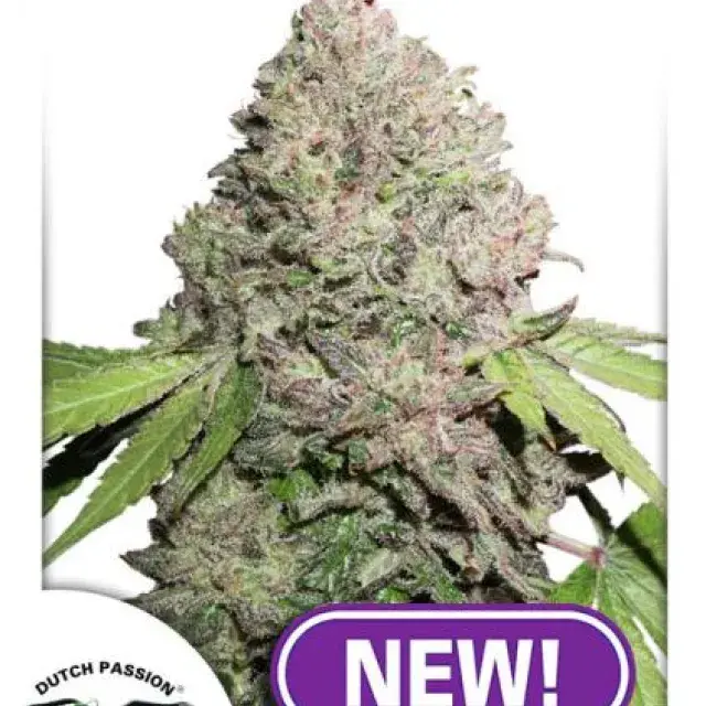 CBD Charlotte's Angel Feminised Cannabis Seeds | Dutch Passion 
