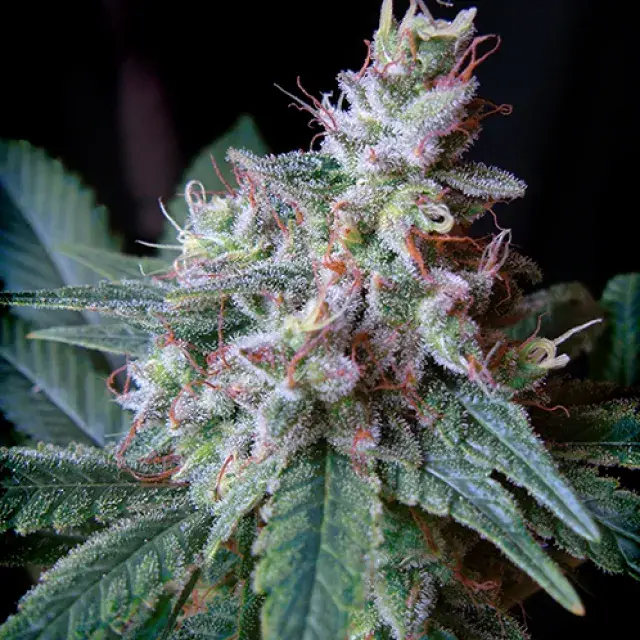 Cream Caramel Fast V Feminised Cannabis Seeds | Sweet Seeds