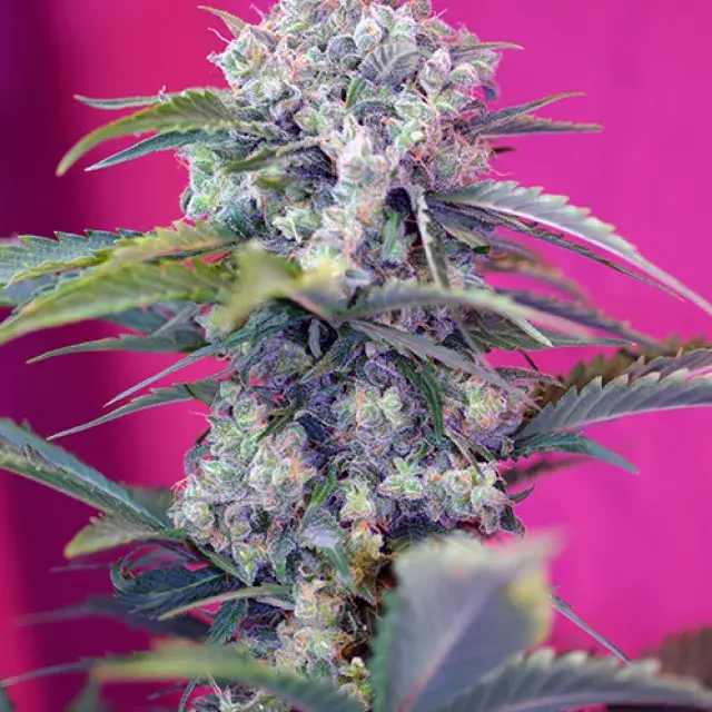 Cream Mandarine Auto Feminised Cannabis Seeds | Sweet Seeds