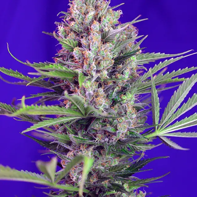 Cream Mandarine Fast V Feminised Cannabis Seeds | Sweet Seeds