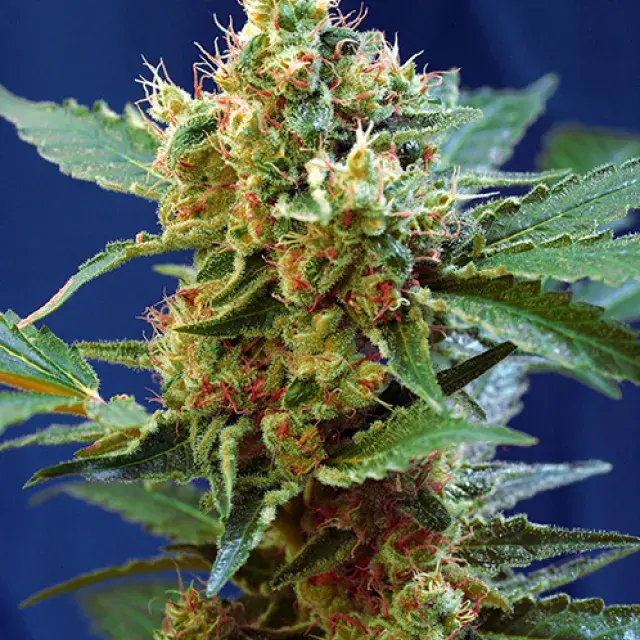 Cream Mandarine XL Auto Feminised Cannabis Seeds | Sweet Seeds