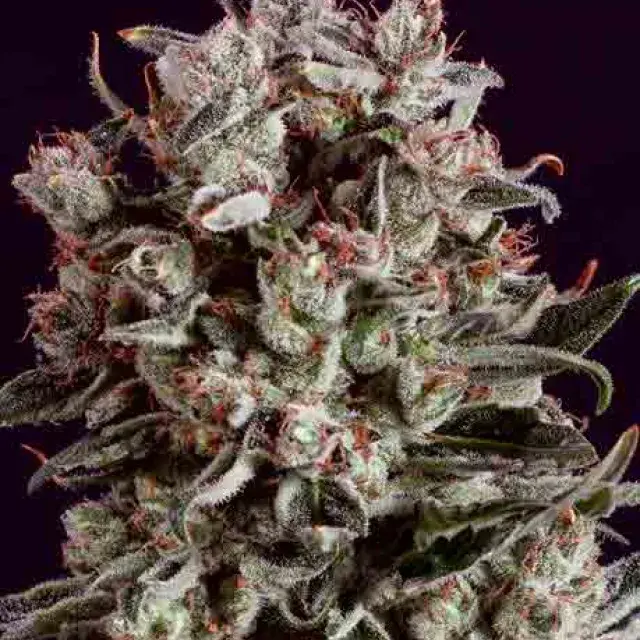 WHITE WIDOW x SCBDX Feminised Cannnabis Seeds