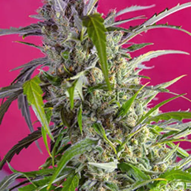 Crystal Candy Auto Feminised Cannabis Seeds | Sweet Seeds