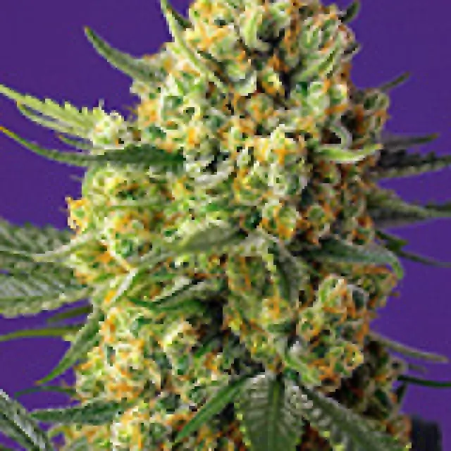 Crystal Candy XL Auto Feminised Cannabis Seeds | Sweet Seeds