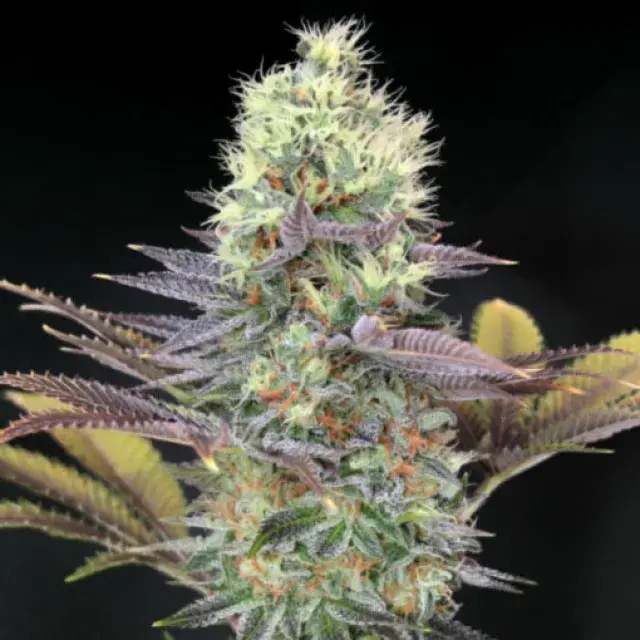 Cali Bay Dream Feminised Cannabis Seeds | Garden of Green