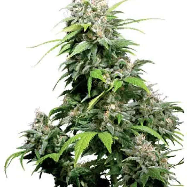 California Indica Regular Cannabis Seeds | Sensi Seeds 