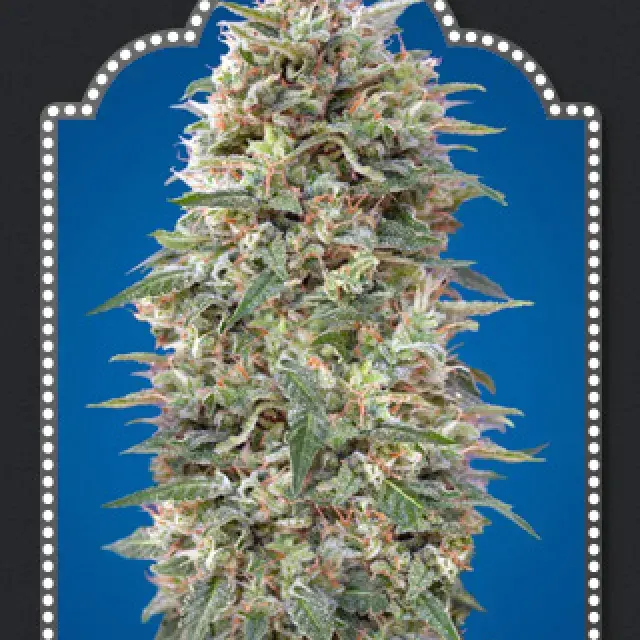 California Kush Feminised Cannabis Seeds | OO Seeds  