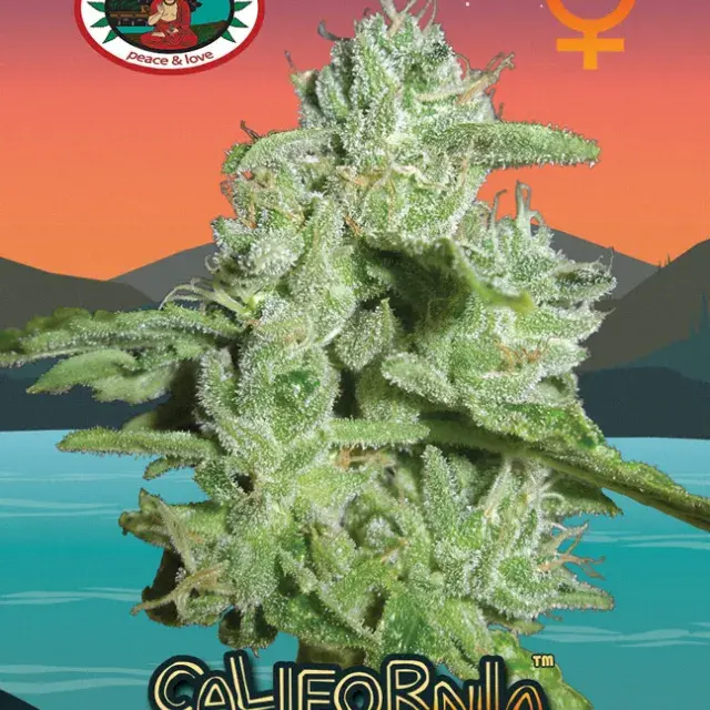 California Orange Cheese Feminised Cannabis Seeds | Big Buddha Seeds 