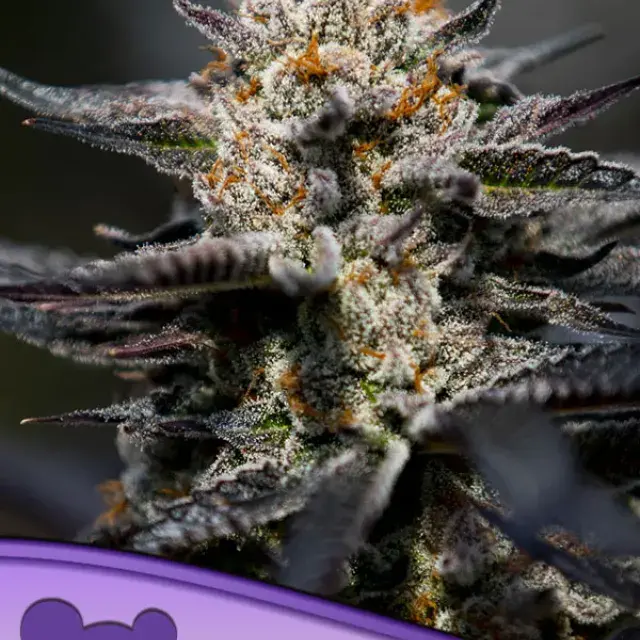 Calypso Sunrocks Feminised Cannabis Seeds - Anesia Seeds