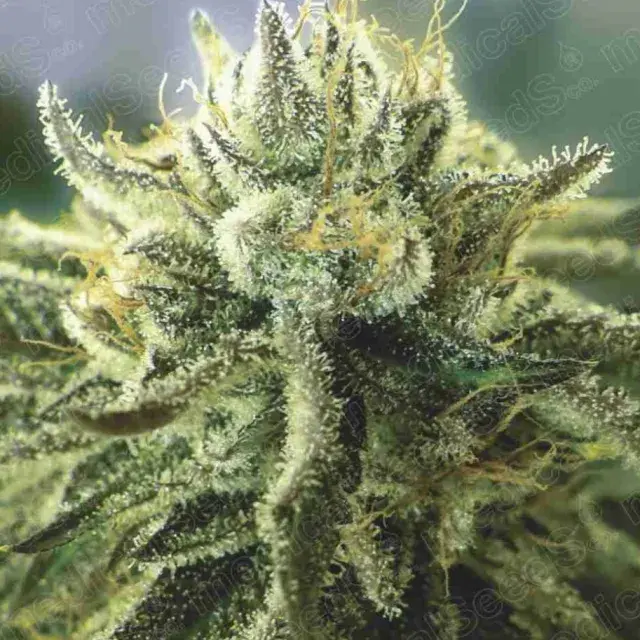 Canadian Kush 2.0 Feminised Cannabis Seeds | Medical Seeds
