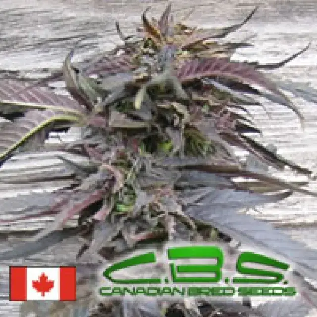 Lethal Purple Regular Cannabis Seeds