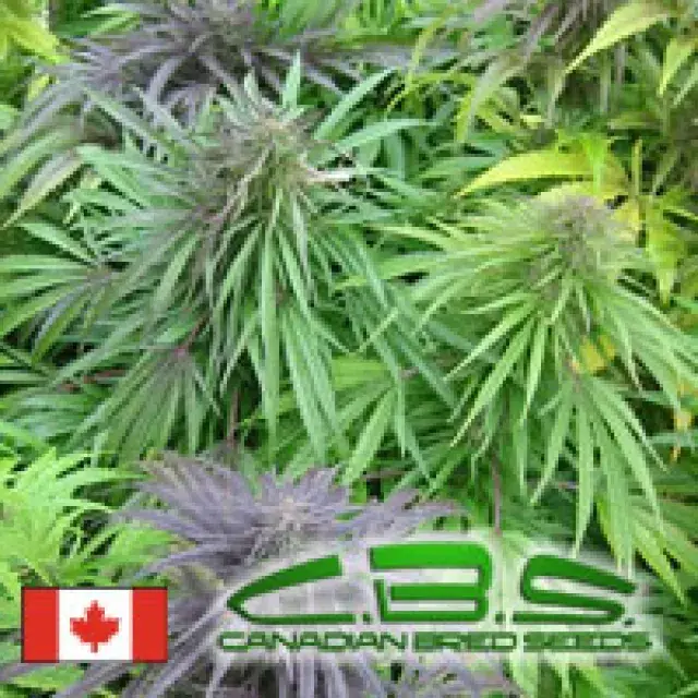 Madame Poison Regular Cannabis Seeds