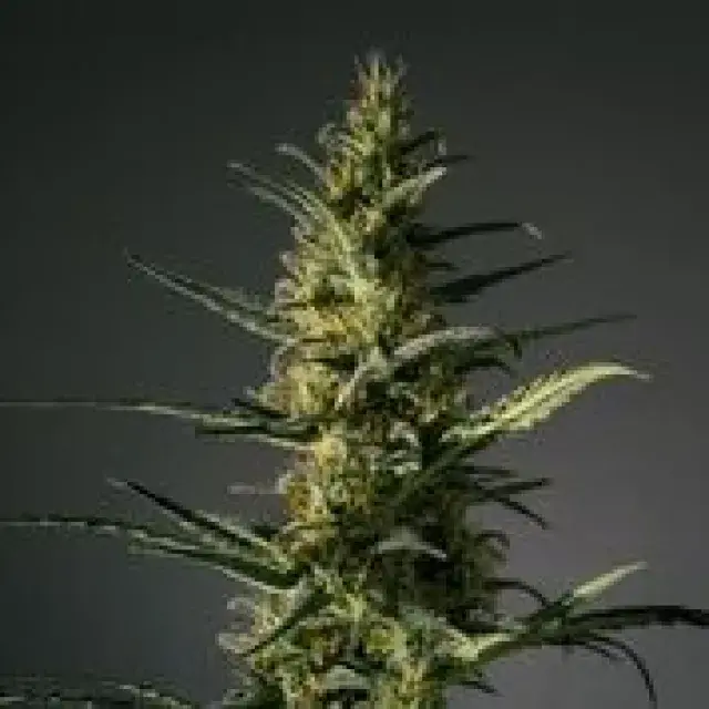 Candida Feminised Cannabis Seeds | MM Genetics