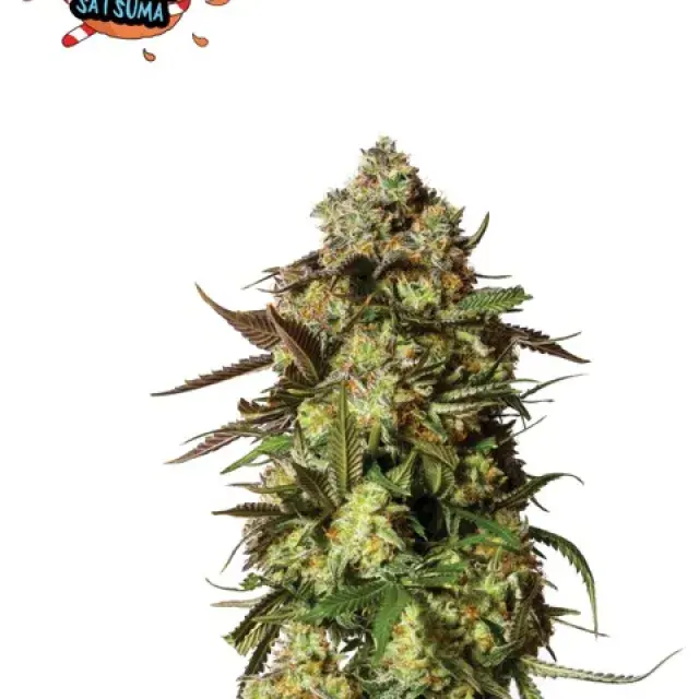 Candied Satsuma Auto Feminised Cannabis Seeds - Yieldmonger