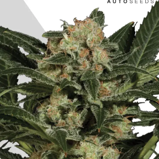 Candy Kush Autoflowering Feminised Cannabis Seeds | Auto Seeds