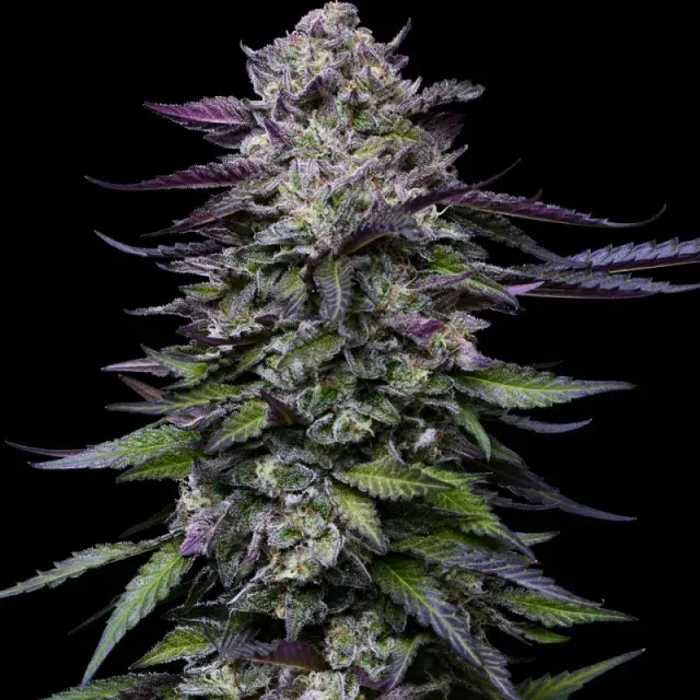 Candy Hustle Feminised Cannabis Seeds - Humboldt Seed Company