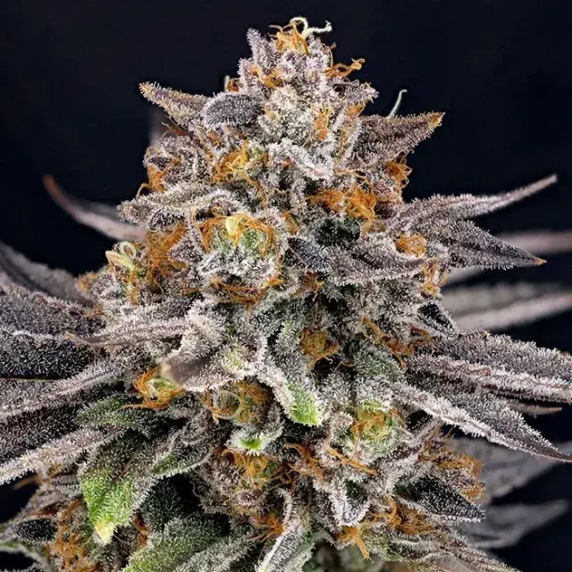 Candygaz Feminised Cannabis Seeds |  Ripper Seeds