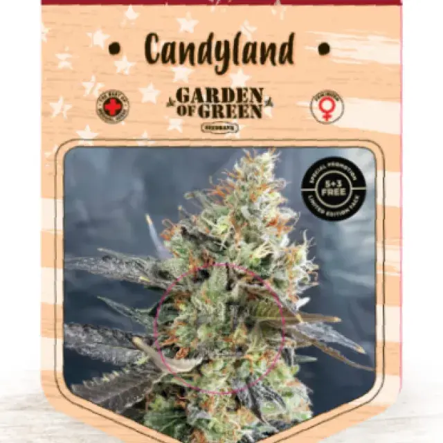 Candyland Feminised Cannabis Seeds | Garden of Green