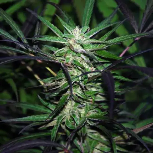 Mangobiche x Peyote Purple Feminised Cannabis Seeds | Cannabiogen Seeds