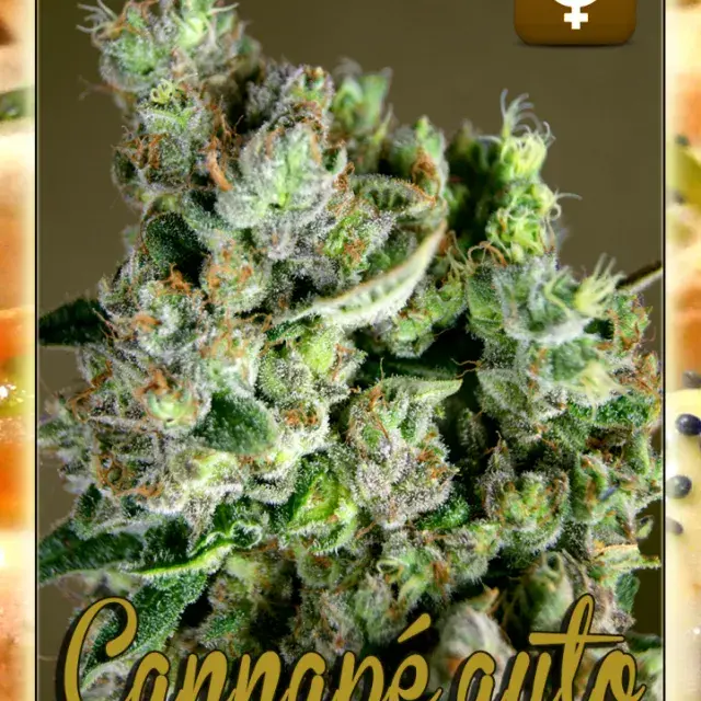 Cannape Auto Feminised Cannabis Seeds | Rockwell Seeds