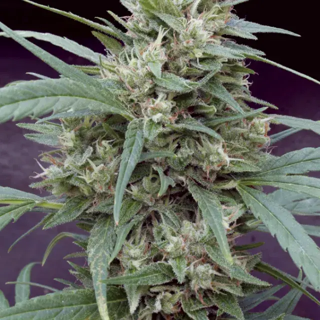 Cannape Feminised Cannabis Seeds | Big Monster Seeds