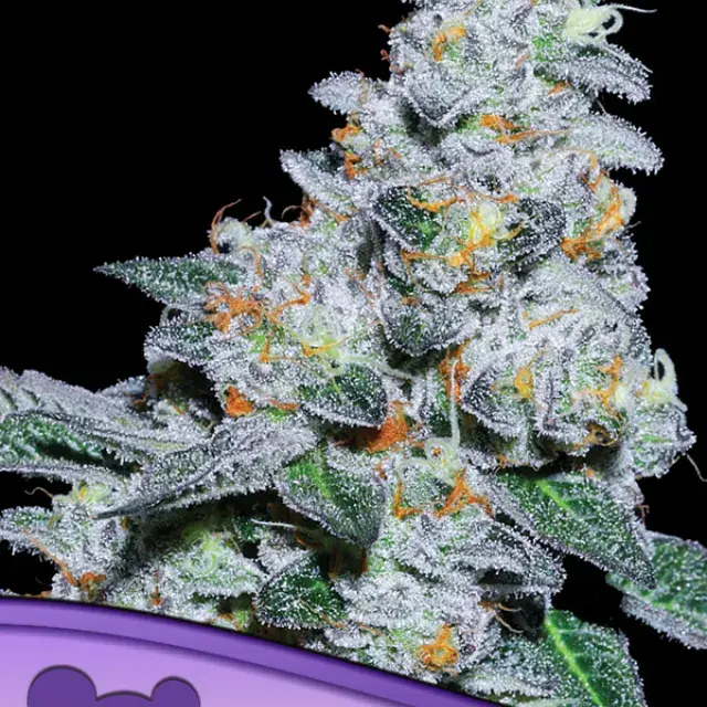 Captain Future Feminised Cannabis Seeds - Anesia Seeds
