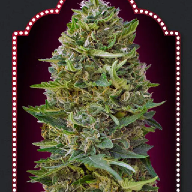 Caramel Kush Feminised Cannabis Seeds | OO Seeds