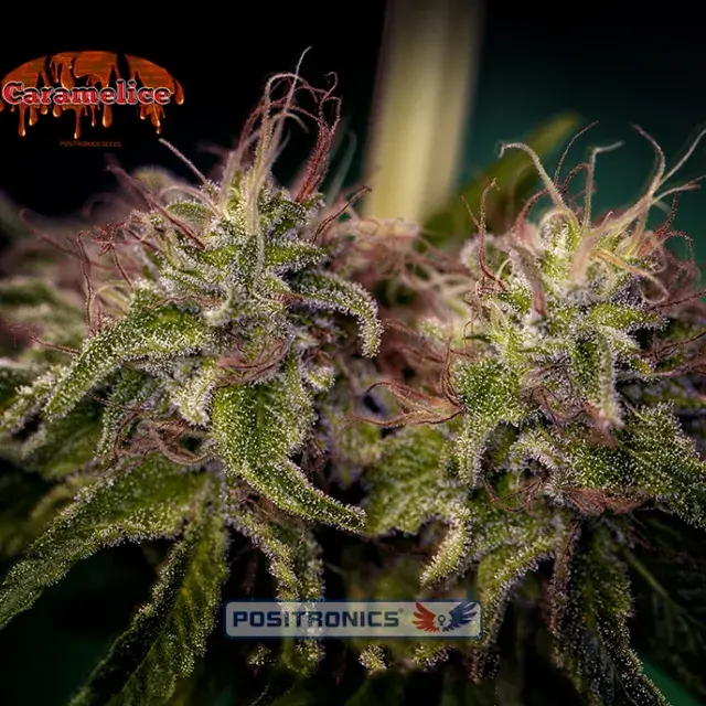 Caramel Ice Feminised Cannabis Seeds | Positronics