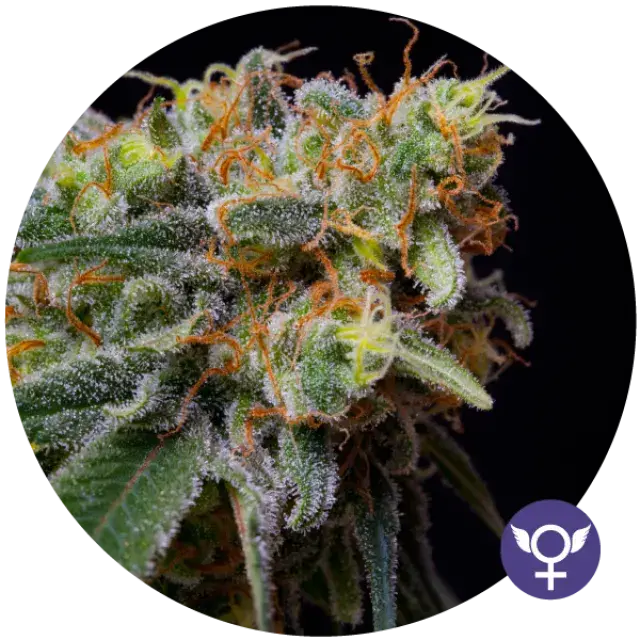 Caramelicious Feminised Cannabis Seeds | Bulldog Seeds