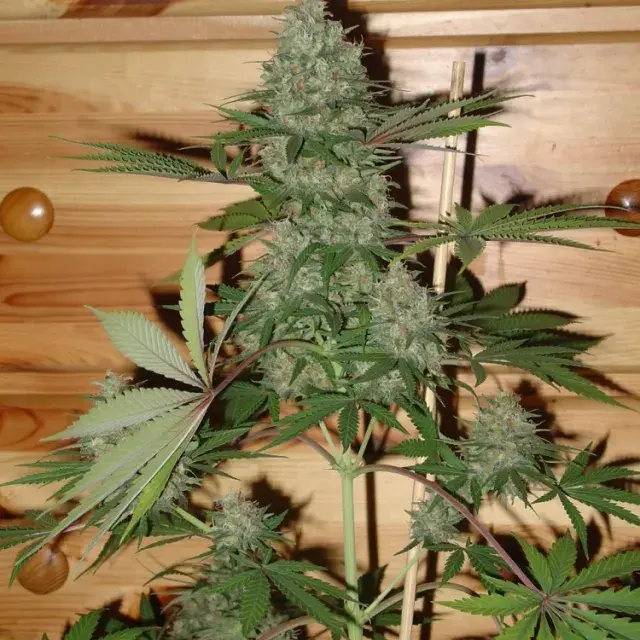 Caramella Auto Feminised Cannabis Seeds