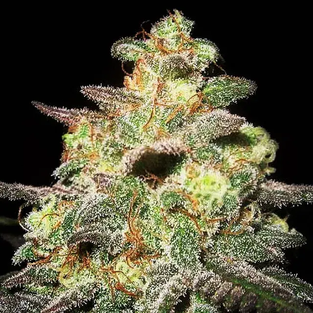 Caramella Auto Feminised Cannabis Seeds | Expert Seeds