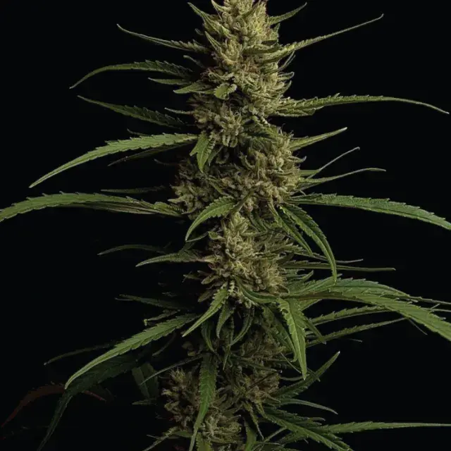 Caribbean Queen Feminised Cannabis Seeds - Humboldt Seed Company