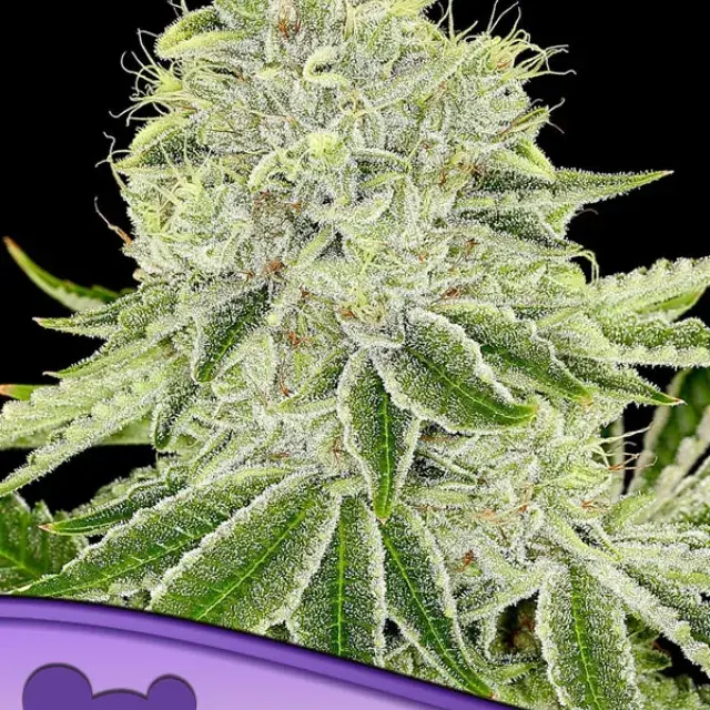 Cash Cow Feminised Cannabis Seeds - Anesia Seeds