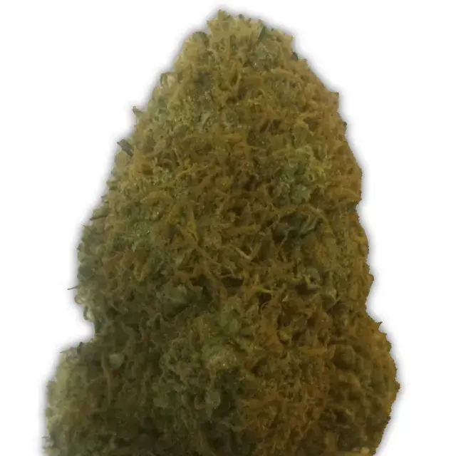 The Champion Feminised Cannabis Seeds