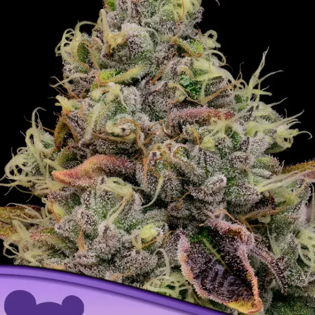 Chaos Cake Auto Feminised Cannabis Seeds - Anesia Seeds.