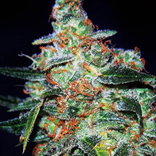 Cheese Auto Feminised Cannabis Seeds | Expert Seeds