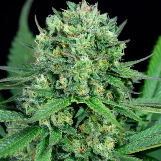 Cheese CBD Feminised Cannabis Seeds - Dinafem Seeds