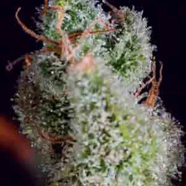 CHEESE x SCBDX Feminised Cannnabis Seeds